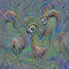 n02412080